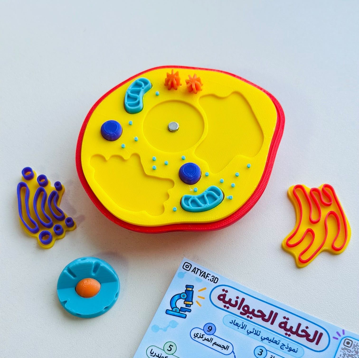 خلية حيوانية 2