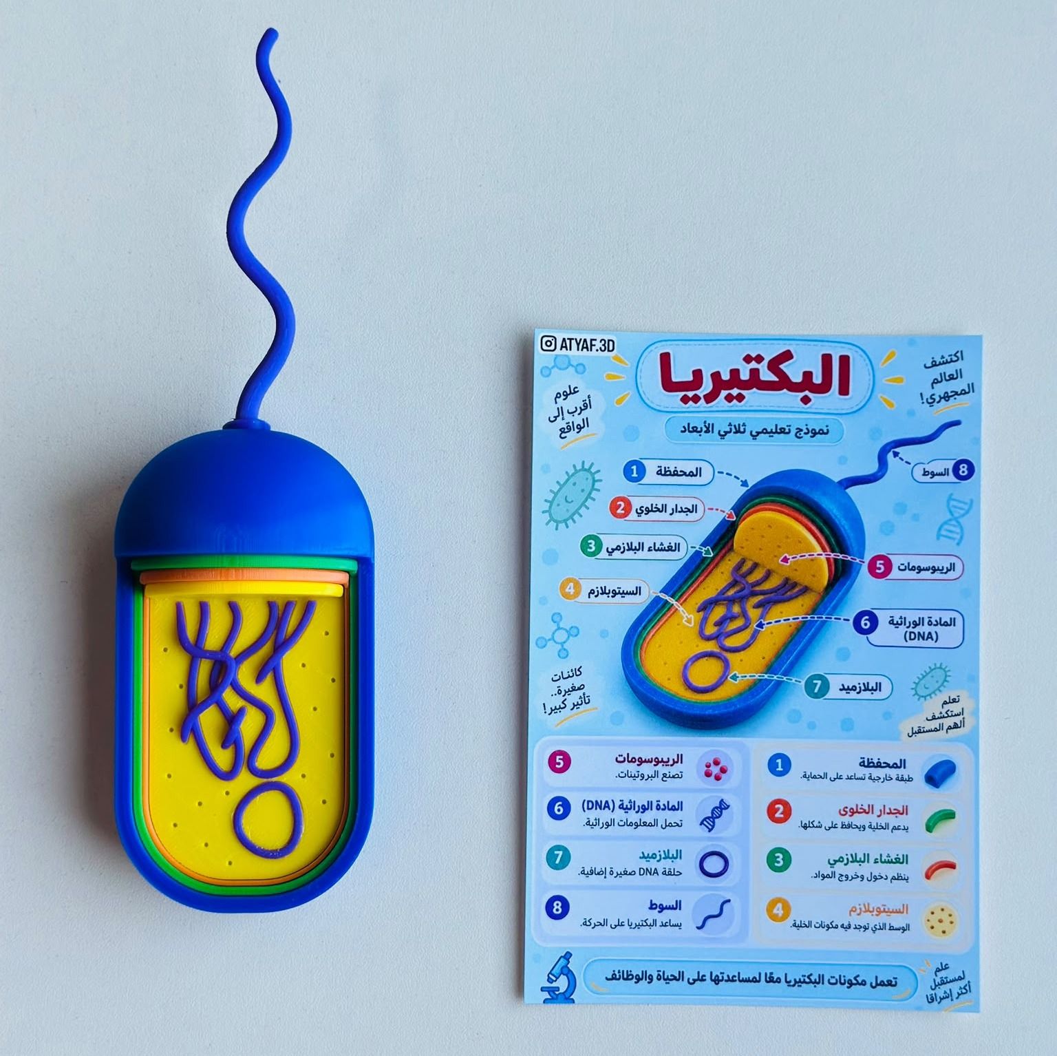 البكتيريا 3